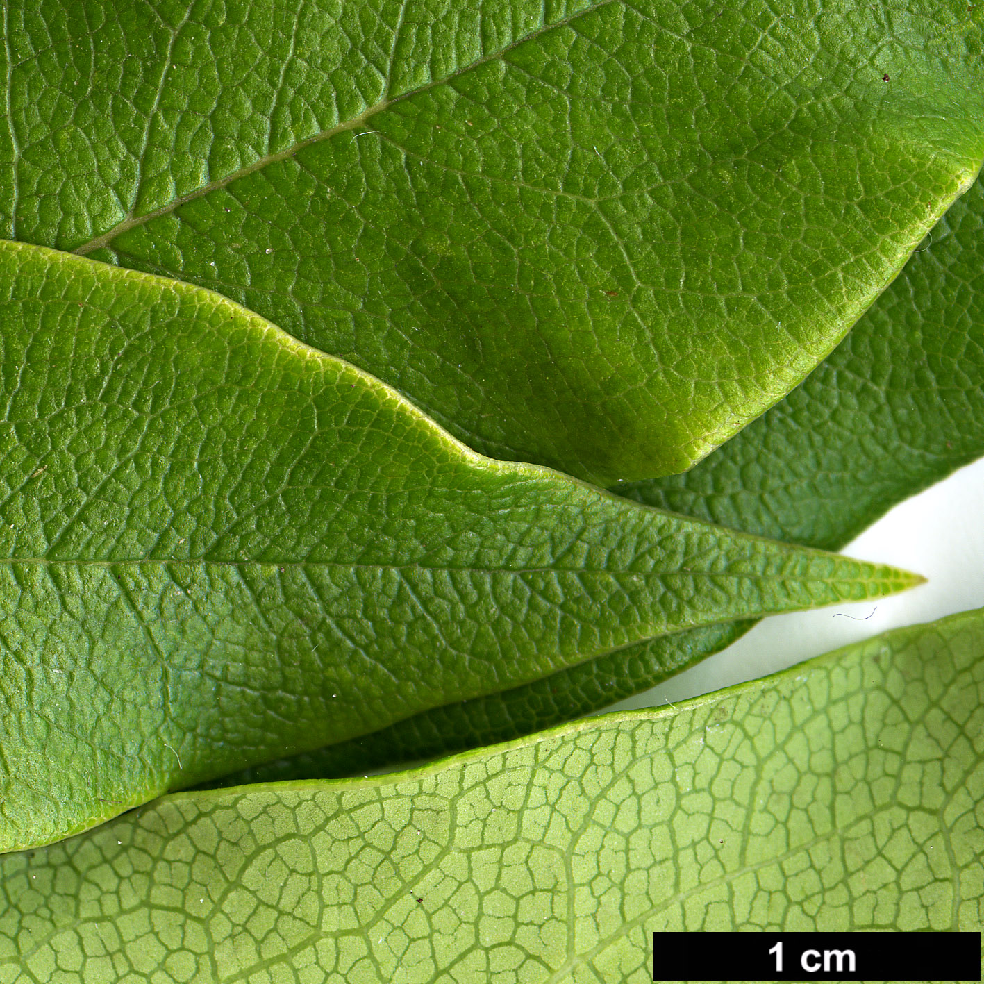 High resolution image: Family: Pittosporaceae - Genus: Pittosporum - Taxon: daphniphylloides - SpeciesSub: var. adaphniphylloides